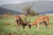 impala (22)